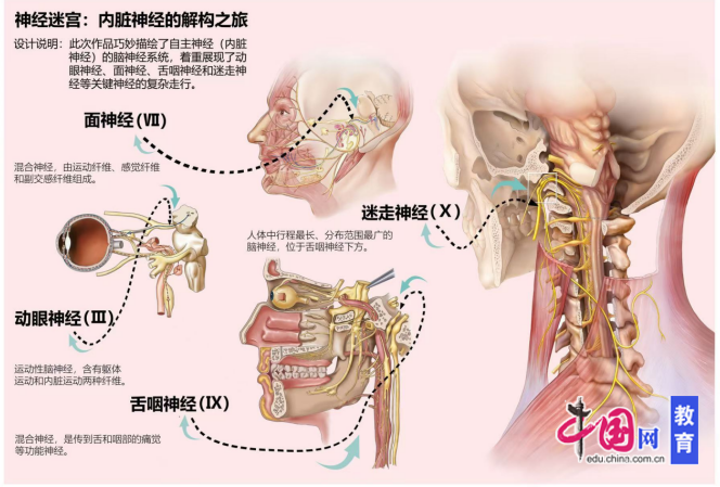 pg电子娱乐官网电子科技大学成都学院门生获天下医门生剖解学画图大赛一等奖(图2)